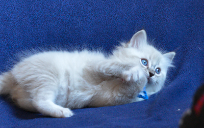 ragdoll kitten at 6 wks ol